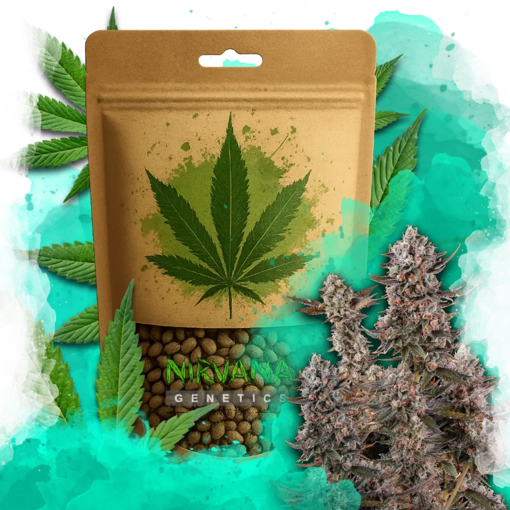 Lithium OG Kush Feminized