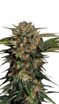 Motavation Strain Created by Serious Seeds