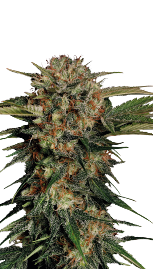 Motavation Strain Created by Serious Seeds