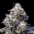 MacMelon Auto Cannabis Seeds