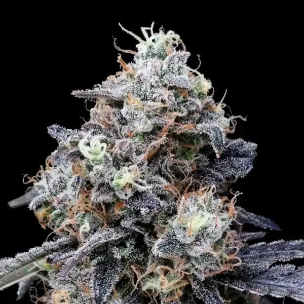 MacMelon Auto Cannabis Seeds