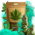 Master Kush Feminized
