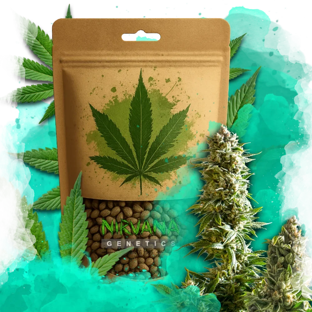 Master Kush Feminized
