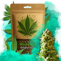 Northern Light Feminized