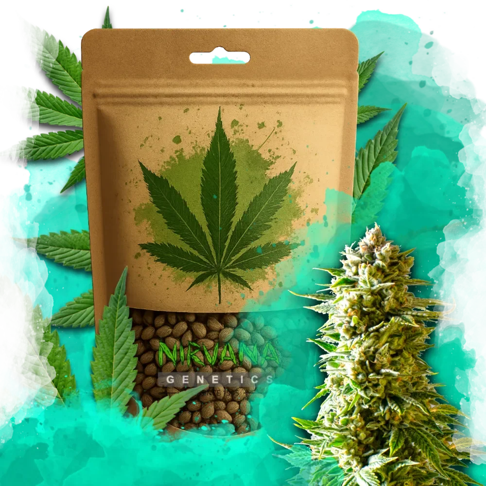 Northern Light Feminized