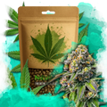 OG Kush Feminized