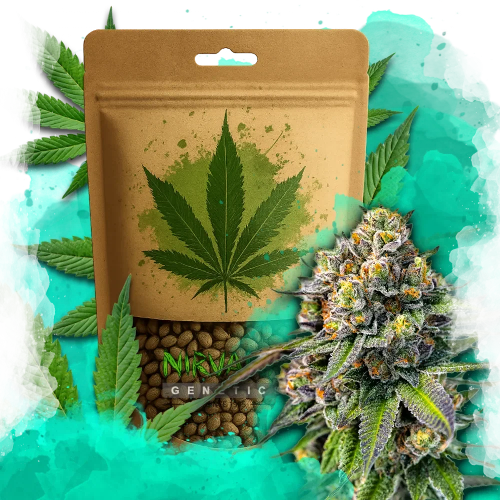 OG Kush Feminized