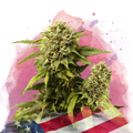 Original Glue Feminized
