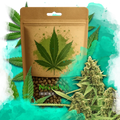 Original Glue Autoflower