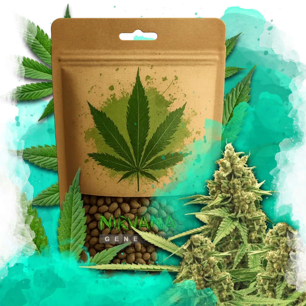 Original Glue Autoflower