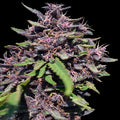 Panama x PCK Feminizada