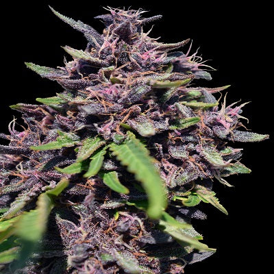 Panama x PCK Feminizada