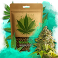 Pure Power Plant Feminized