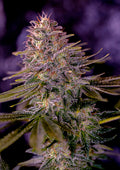 American Purple