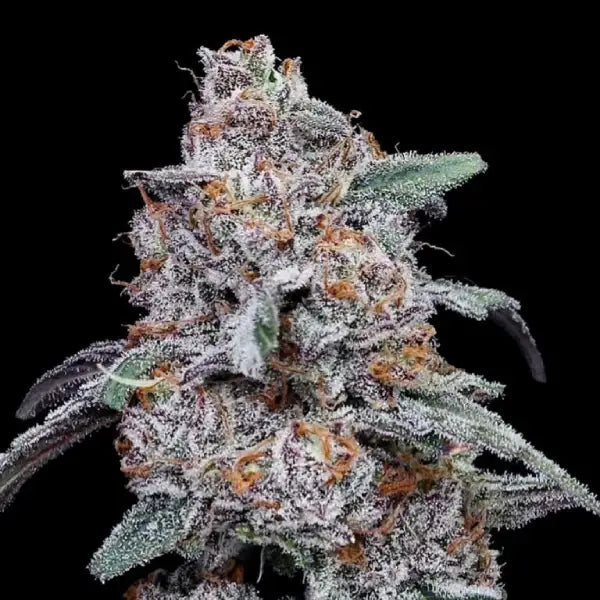 Purple People Eater Auto Cannabis Seeds