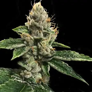 RP 43 AKA RICHARD PETTY Fem Cannabis Seeds