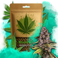 Raspberry Cough Feminized