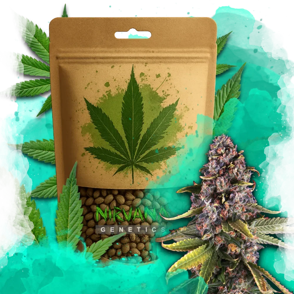 Raspberry Cough Feminized