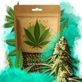 Runtz Feminized