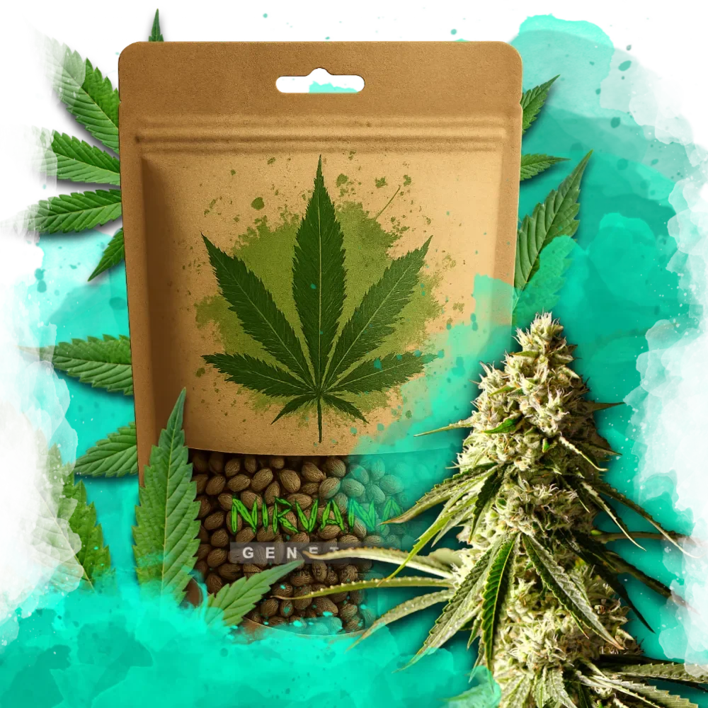 Runtz Feminized