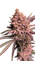 Seriotica Strain Created by Serious Seeds