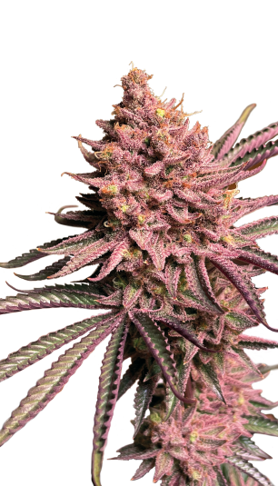 Seriotica Strain Created by Serious Seeds
