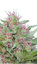 Serious 6 Strain Created by Serious Seeds