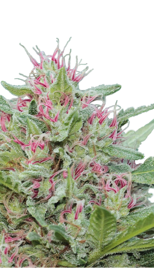 Serious 6 Strain Created by Serious Seeds