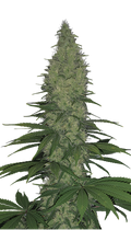 Serious Happiness Strain Created by Serious Seeds
