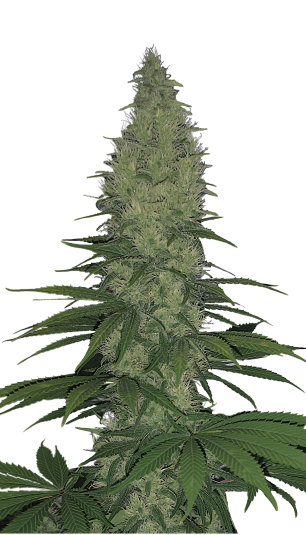 Serious Happiness Strain Created by Serious Seeds