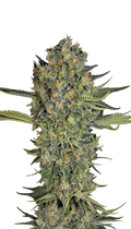 Serious Kush Strain Created by Serious Seeds