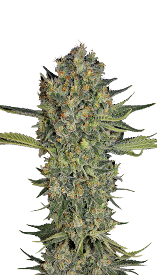 Serious Kush Strain Created by Serious Seeds