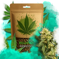Shiskaberry Feminized