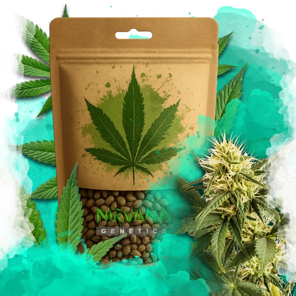 Shiskaberry Feminized