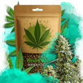 Skywalker OG Feminized