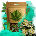 Sunset Sherbet Feminized