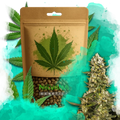 Super Silver Haze Feminized