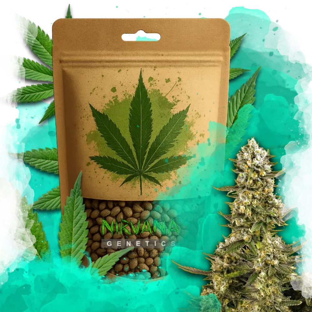 Super Silver Haze Feminized