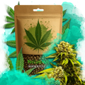Super Skunk Feminized