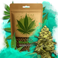 Sweet Tooth Feminized