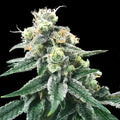 Swiss Miss Reg Cannabis Seeds
