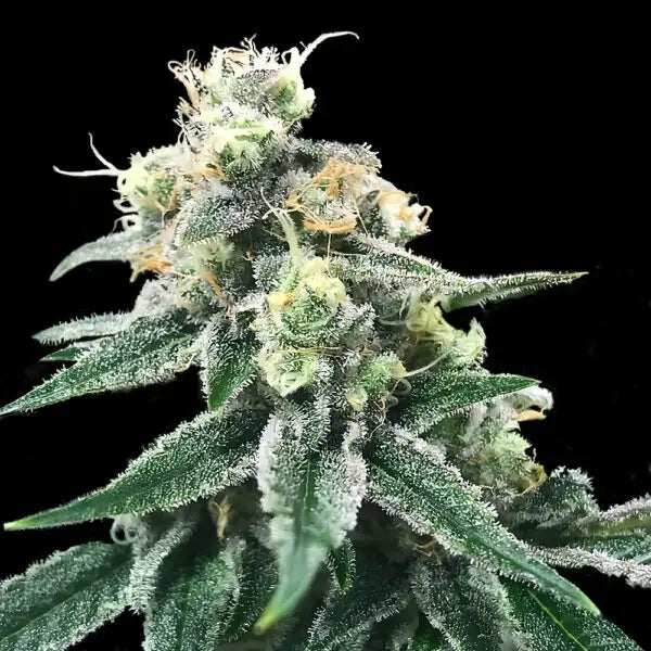 Swiss Miss Reg Cannabis Seeds