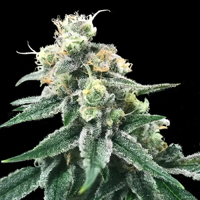 Swiss Miss Fem Cannabis Seeds