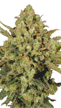 Warlock Strain Created by Serious Seeds