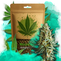Wedding Cake Feminized