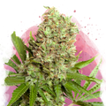 White Widow Feminized