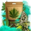White Fire OG Feminized
