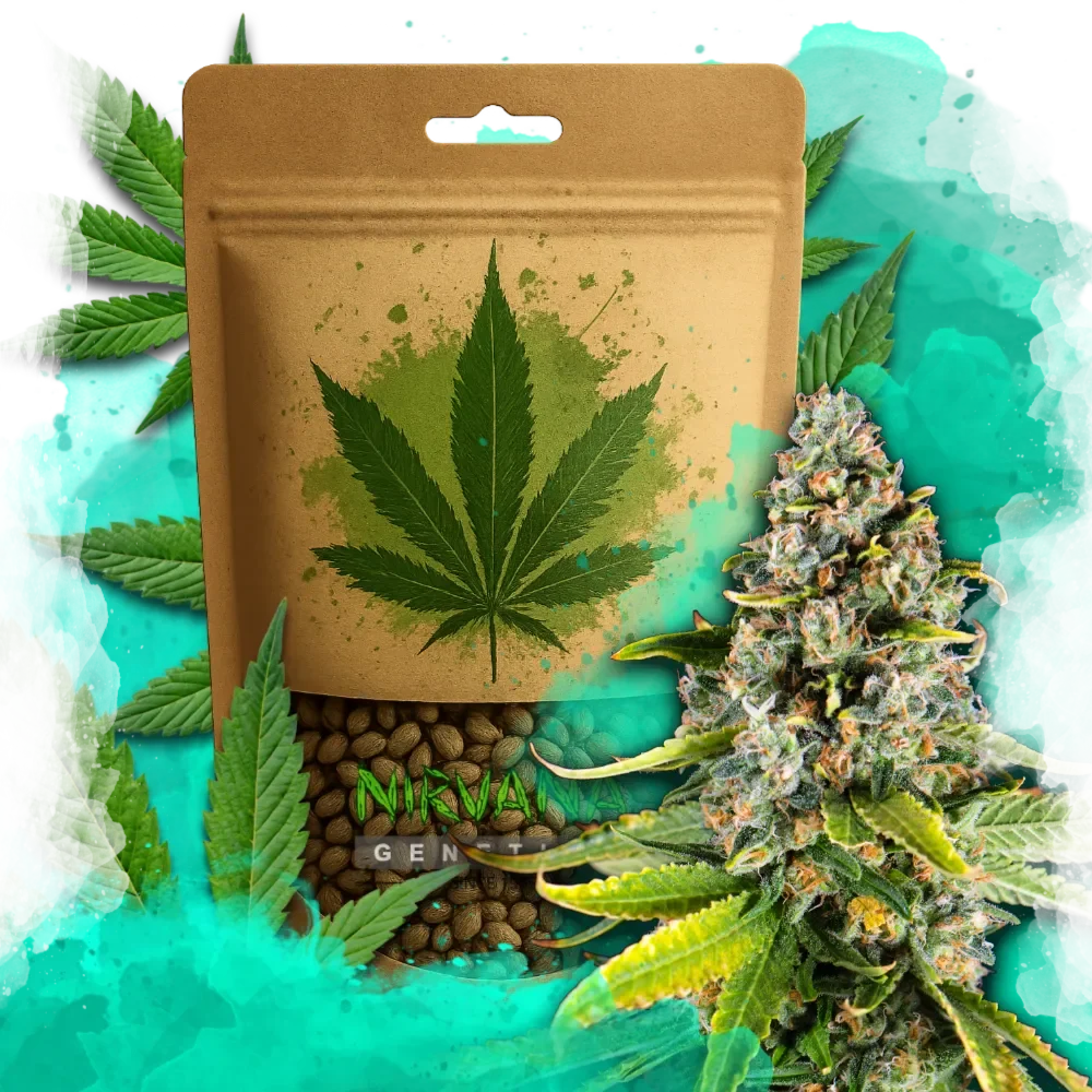 White Fire OG Feminized