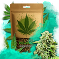 White Widow Autoflower