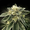 White Chocolope Fem Cannabis Seeds
